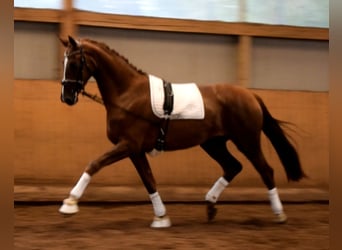Hanoverian, Mare, 3 years, 17.1 hh, Chestnut-Red