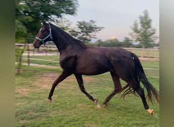 Hanoverian, Mare, 3 years, 17 hh, Bay-Dark