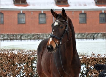 Hanoverian, Mare, 3 years, 17 hh, Bay-Dark