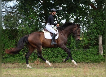 Hanoverian, Mare, 3 years, 17 hh, Bay-Dark