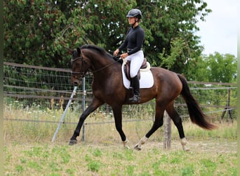 Hanoverian, Mare, 3 years, 17 hh, Bay-Dark