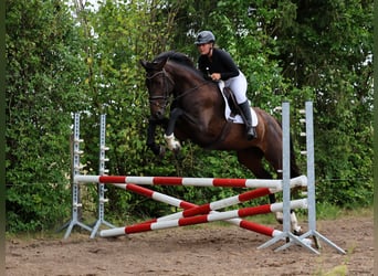 Hanoverian, Mare, 3 years, 17 hh, Bay-Dark