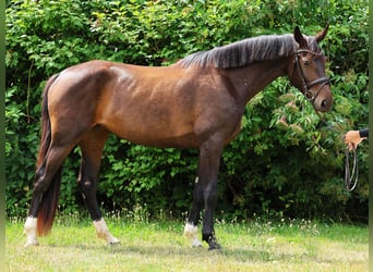 Hanoverian, Mare, 3 years, 17 hh, Bay-Dark