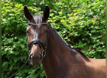 Hanoverian, Mare, 3 years, 17 hh, Bay-Dark
