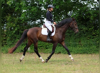 Hanoverian, Mare, 3 years, 17 hh, Bay-Dark