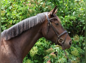 Hanoverian, Mare, 3 years, 17 hh, Bay-Dark