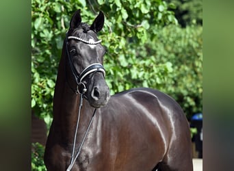 Hanoverian, Mare, 3 years, 17 hh, Black