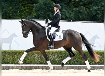 Hanoverian, Mare, 3 years, 17 hh, Black