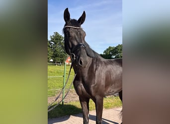 Hanoverian, Mare, 3 years, 17 hh, Black