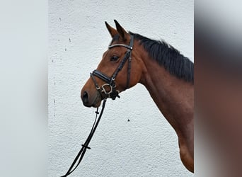 Hanoverian, Mare, 3 years, 17 hh, Brown