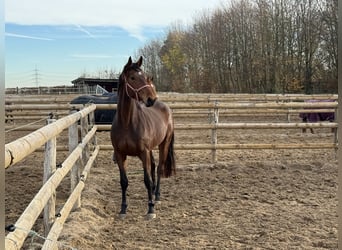 Hanoverian, Mare, 3 years, 17 hh, Brown