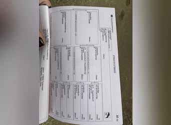 Hanoverian, Mare, 3 years, 17 hh, Brown