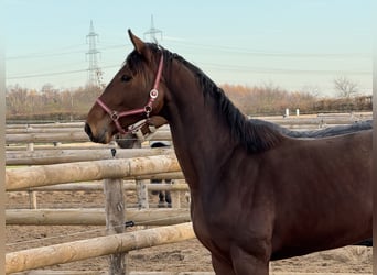 Hanoverian, Mare, 3 years, 17 hh, Brown