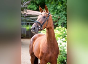 Hanoverian, Mare, 3 years, 17 hh, Chestnut