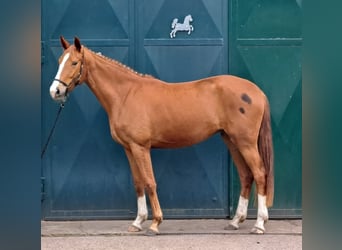 Hanoverian, Mare, 3 years, 17 hh, Chestnut-Red