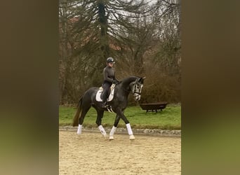 Hanoverian, Mare, 3 years, 17 hh, Grey