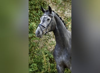 Hanoverian, Mare, 3 years, 17 hh, Grey