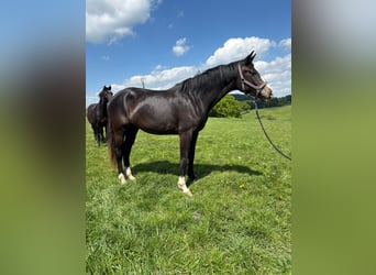 Hanoverian, Mare, 3 years, Bay-Dark