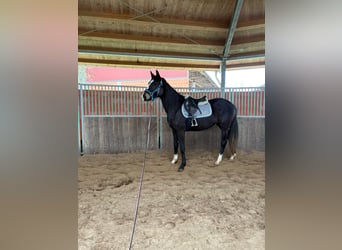 Hanoverian, Mare, 3 years, Bay-Dark