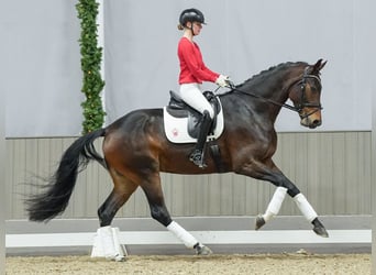 Hanoverian, Mare, 3 years, Bay-Dark