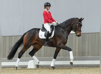 Hanoverian, Mare, 3 years, Bay-Dark