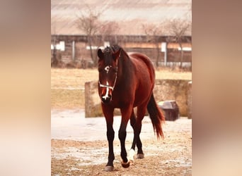 Hanoverian, Mare, 3 years, Brown