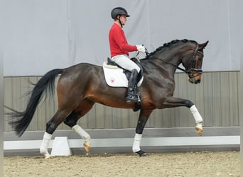 Hanoverian, Mare, 3 years, Brown