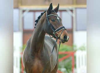 Hanoverian, Mare, 3 years, Brown