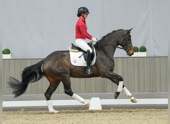 Hanoverian, Mare, 3 years, Brown