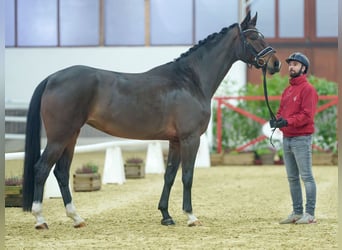 Hanoverian, Mare, 3 years, Brown