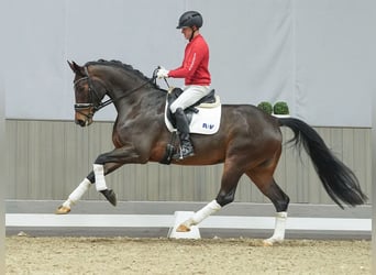 Hanoverian, Mare, 3 years, Brown