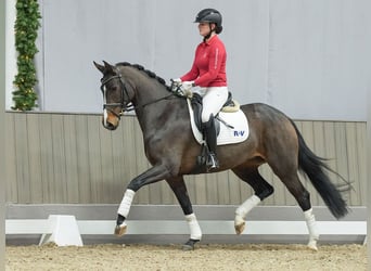 Hanoverian, Mare, 3 years, Brown