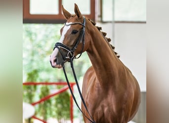 Hanoverian, Mare, 3 years, Chestnut