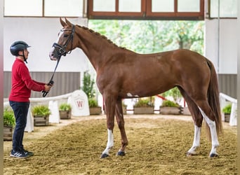 Hanoverian, Mare, 3 years, Chestnut