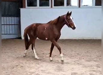 Hanoverian, Mare, 3 years, Chestnut-Red