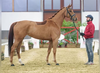 Hanoverian, Mare, 3 years, Chestnut-Red