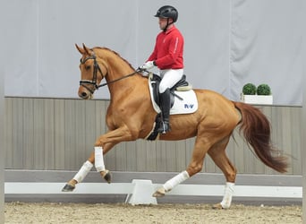 Hanoverian, Mare, 3 years, Chestnut-Red