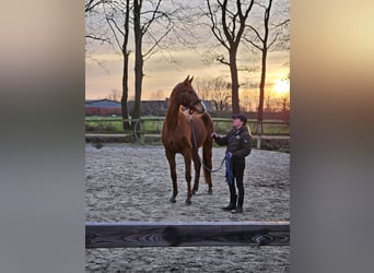 Hanoverian, Mare, 3 years, Chestnut-Red