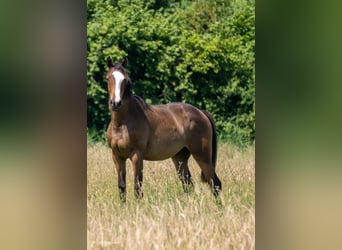 Hanoverian, Mare, 3 years, Grey