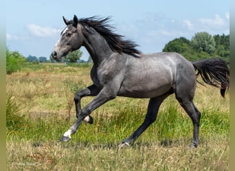 Hanoverian, Mare, 3 years, Grey