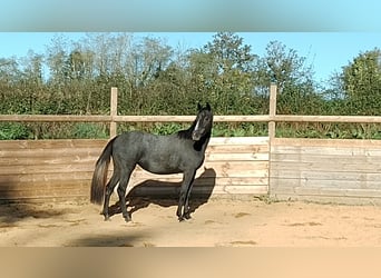 Hanoverian, Mare, 4 years, 14.2 hh, Grey
