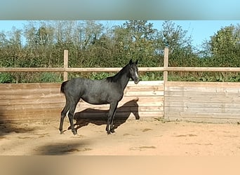 Hanoverian, Mare, 4 years, 14.2 hh, Grey