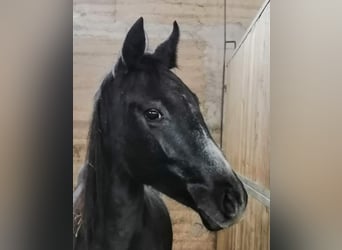 Hanoverian, Mare, 4 years, 14.2 hh, Grey