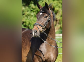 Hanoverian, Mare, 4 years, 14.3 hh, Bay-Dark