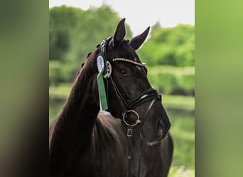 Hanoverian, Mare, 4 years, 15,1 hh, Black