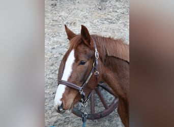 Hanoverian, Mare, 4 years, 15,1 hh, Chestnut-Red