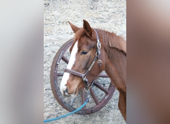 Hanoverian, Mare, 4 years, 15,1 hh, Chestnut-Red