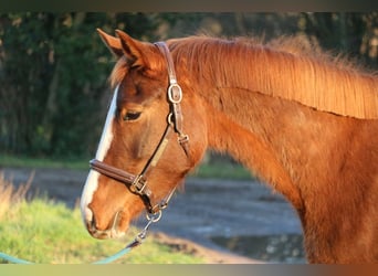 Hanoverian, Mare, 4 years, 15,1 hh, Chestnut-Red