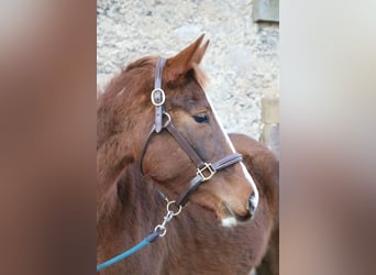 Hanoverian, Mare, 4 years, 15,1 hh, Chestnut-Red