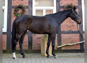 Hanoverian, Mare, 4 years, 15.2 hh, Bay-Dark